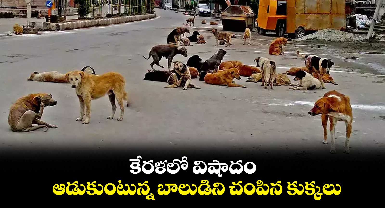 ఆడుకుంటున్న 11 ఏళ్ల బాలుడిని కరిచి చంపిన కుక్కలు