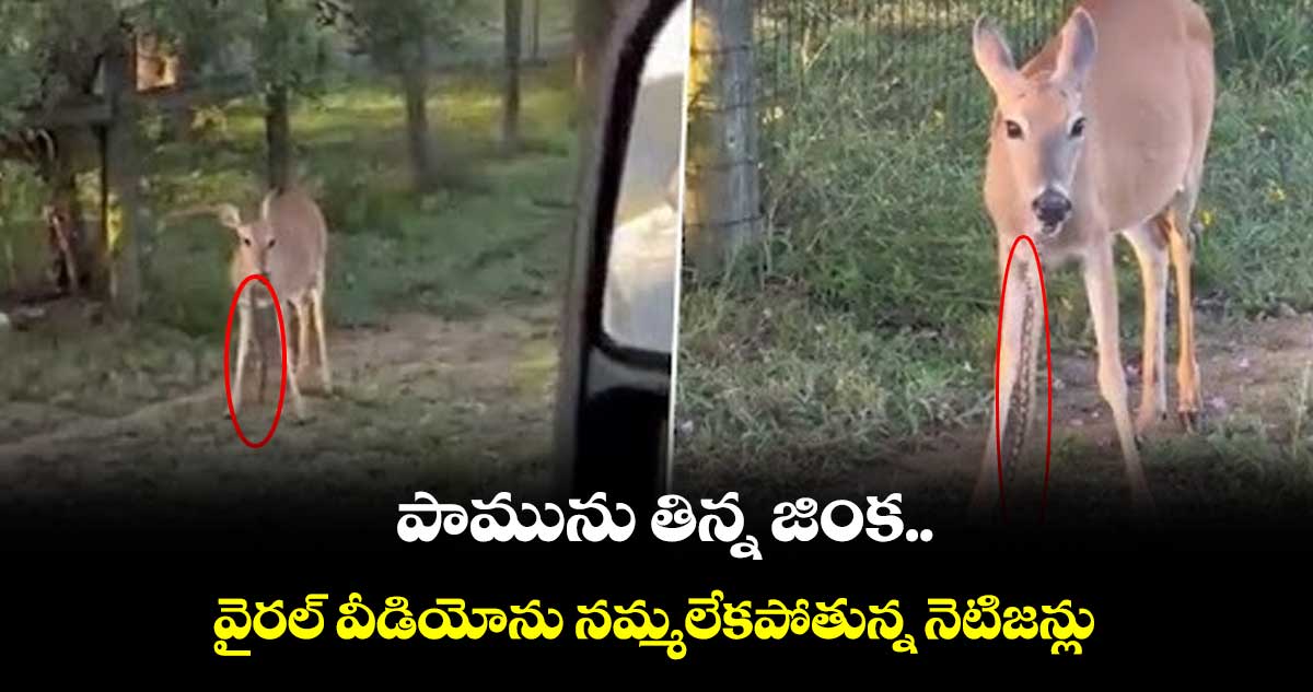 పామును తిన్న జింక.. వైరల్ వీడియోను నమ్మలేకపోతున్న నెటిజన్లు
