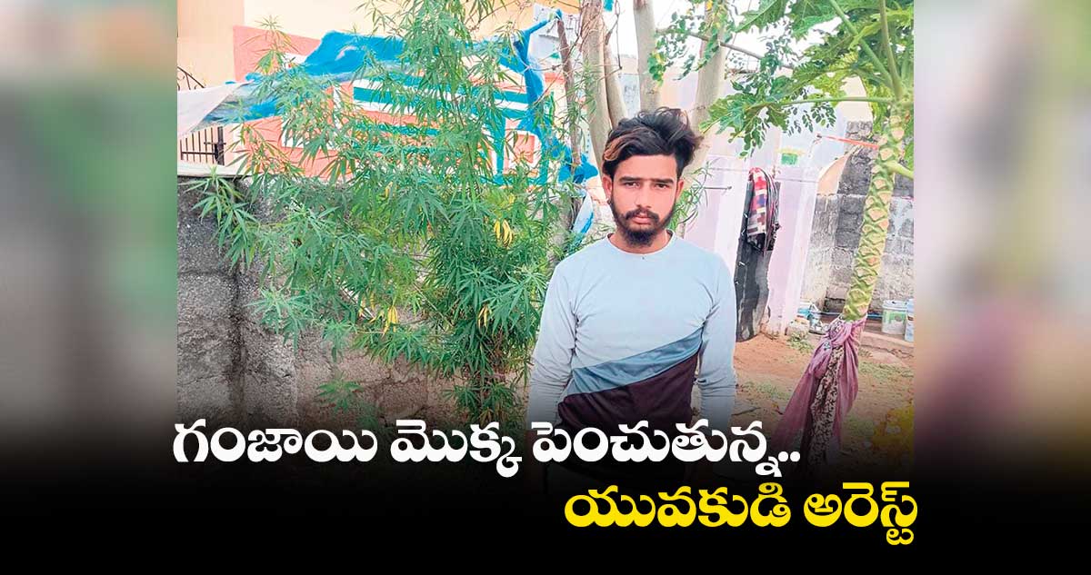 గంజాయి మొక్క పెంచుతున్న..యువకుడి అరెస్ట్