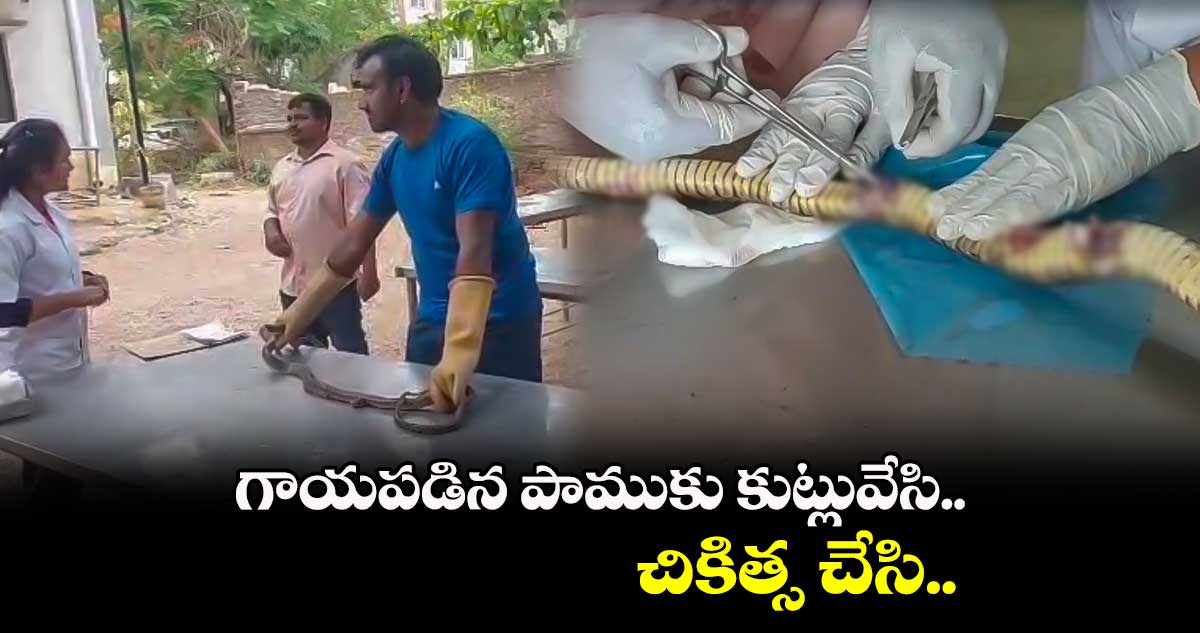 గాయపడిన పాముకు కుట్లువేసి.. చికిత్స చేసి..