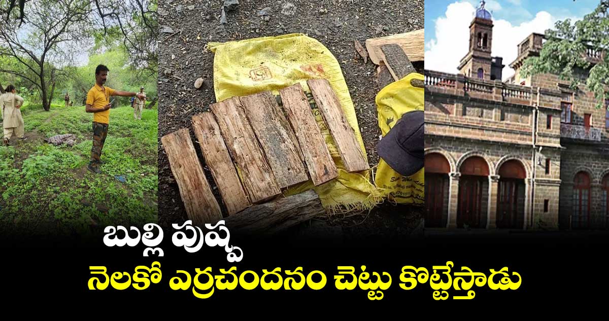 బుల్లి పుష్ప : నెలకో ఎర్రచందనం చెట్టు కొట్టేస్తాడు