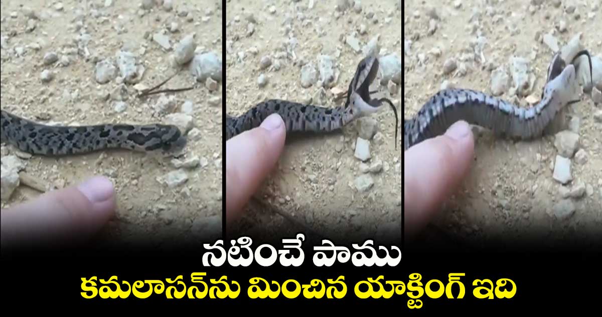 నటించే పాము.. కమలాసన్ను మించిన యాక్టింగ్ ఇది