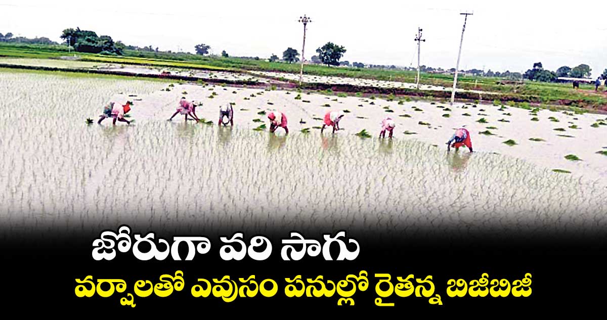 జోరుగా వరి సాగు.. వర్షాలతో ఎవుసం పనుల్లో రైతన్న బిజీబిజీ
