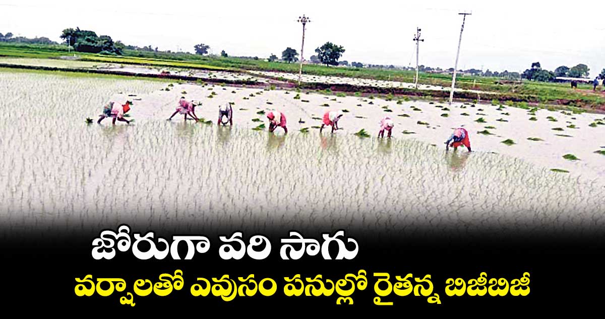 జోరుగా వరి సాగు.. వర్షాలతో ఎవుసం పనుల్లో రైతన్న బిజీబిజీ