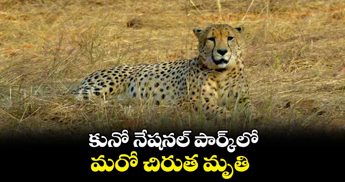  కునో నేషనల్ పార్క్‌లో మరో చిరుత మృతి 