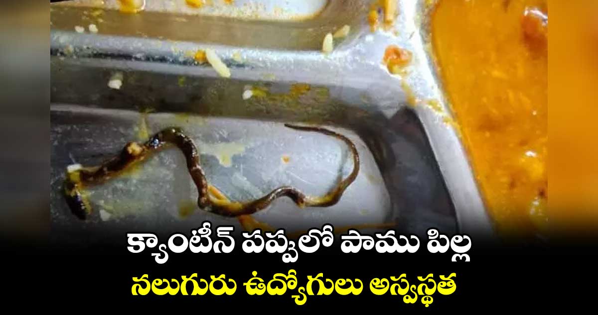 క్యాంటీన్ పప్పులో పాము పిల్ల.. నలుగురు ఉద్యోగులు అస్వస్థత