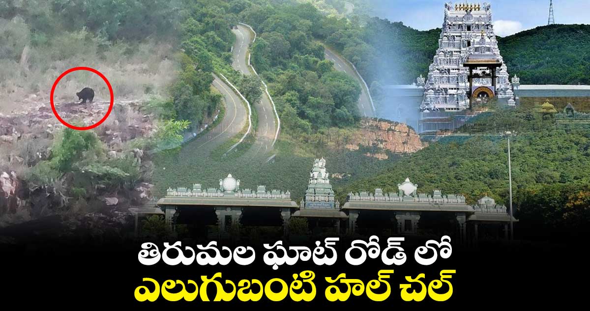 తిరుమల ఘాట్ రోడ్ లో ఎలుగుబంటి హల్ చల్