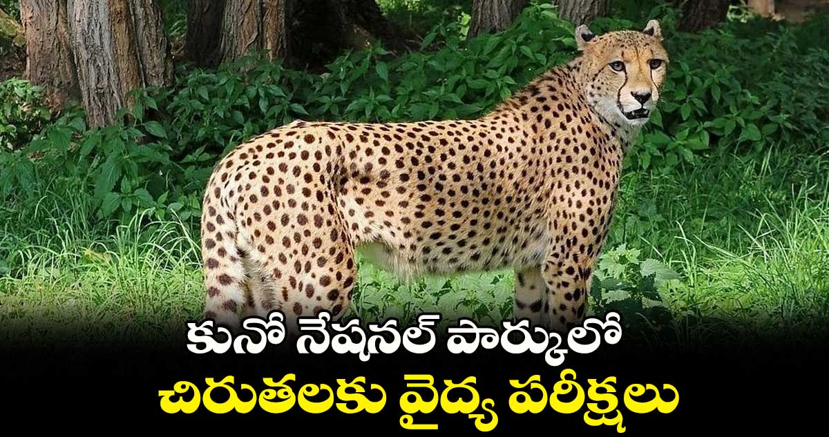 కునో నేషనల్ పార్కులో చిరుతలకు వైద్య పరీక్షలు 