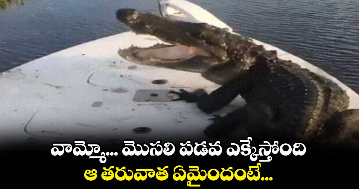 వామ్మో... మొసలి పడవ ఎక్కేస్తోంది... ఆ తరువాత ఏమైందంటే....