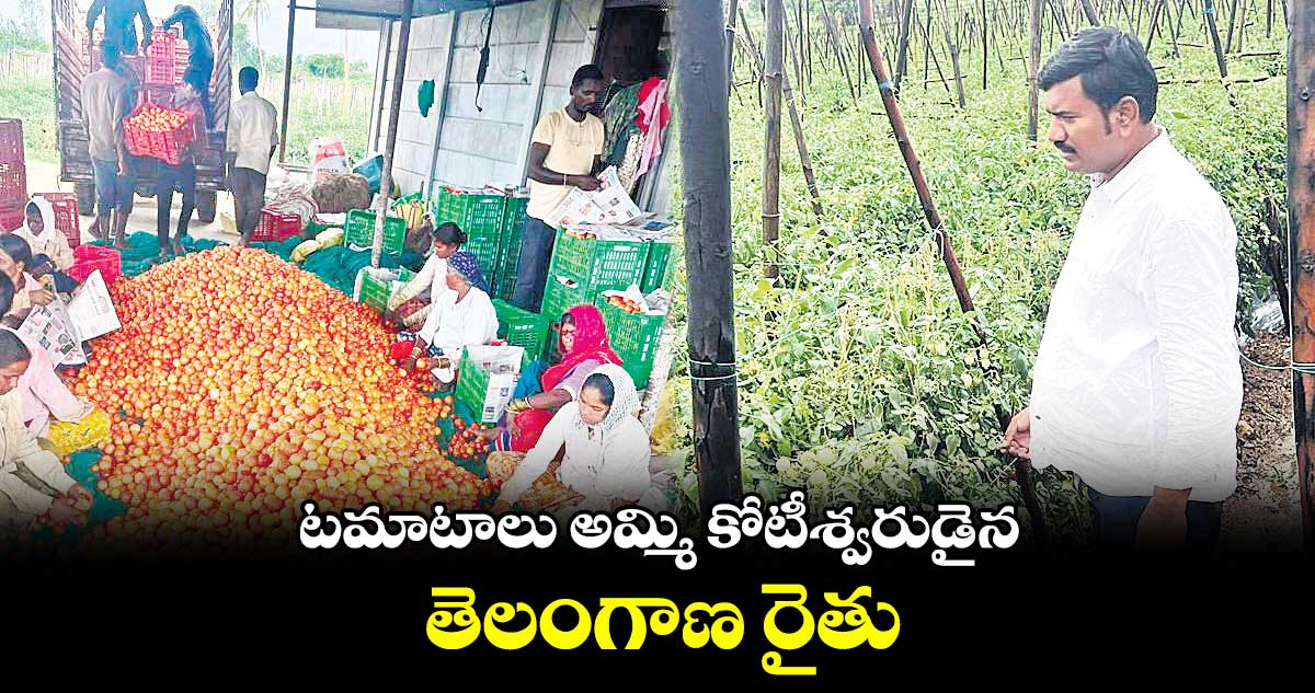 టమాటాలు అమ్మి కోటీశ్వరుడైన తెలంగాణ రైతు