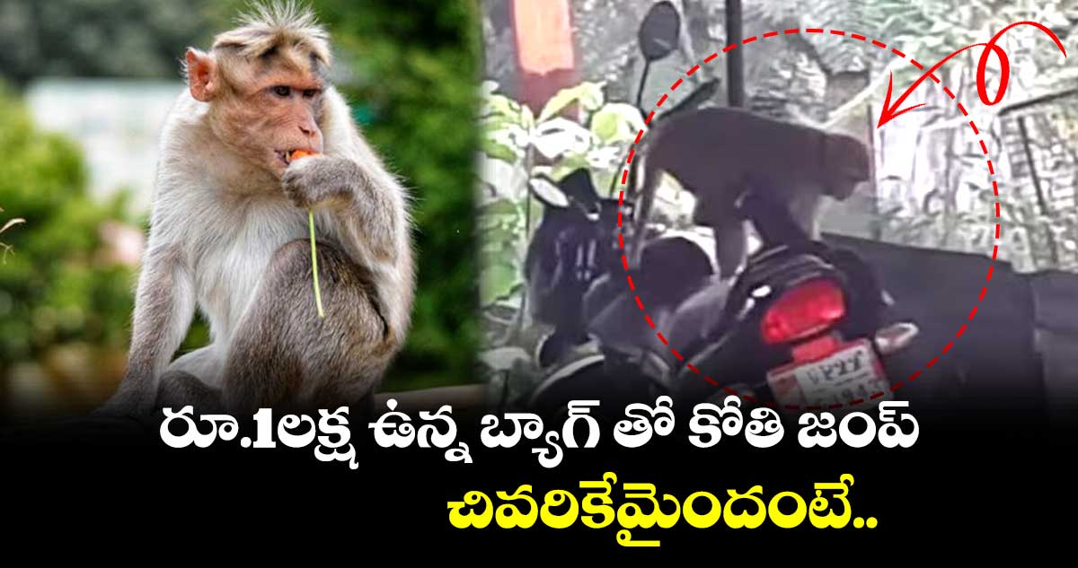 రూ.1లక్ష ఉన్న బ్యాగ్ తో కోతి జంప్.. చివరికేమైందంటే..