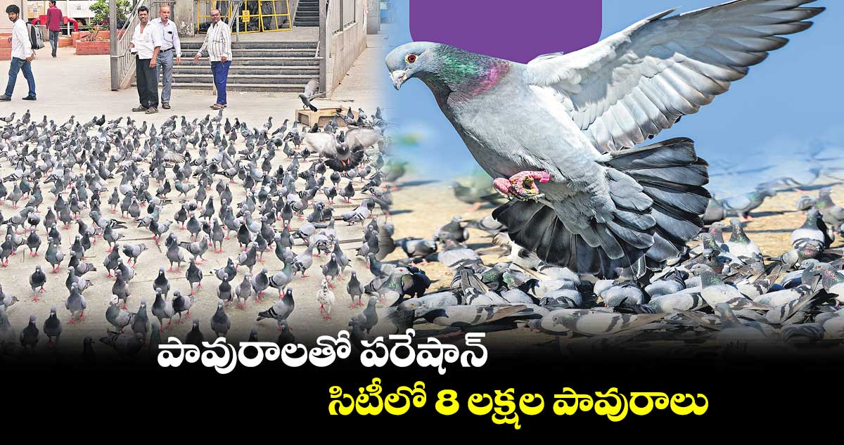 పావురాలతో పరేషాన్.. సిటీలో 8 లక్షల పావురాలు