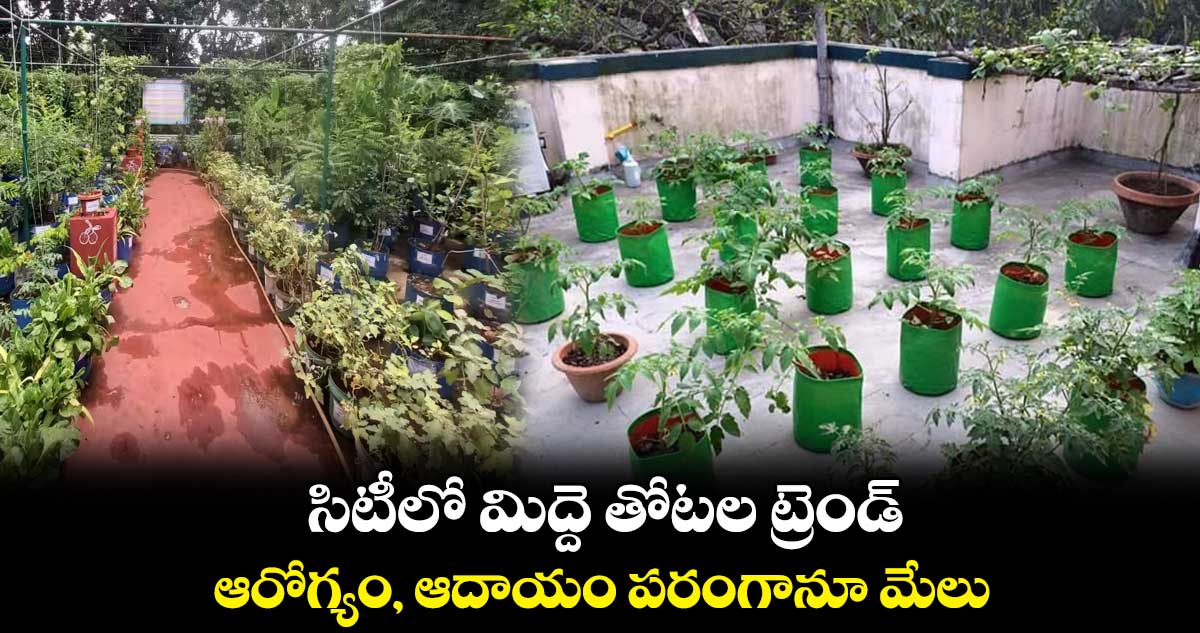 సిటీలో మిద్దె తోటల ట్రెండ్.. ఆరోగ్యం, ఆదాయం పరంగానూ మేలు
