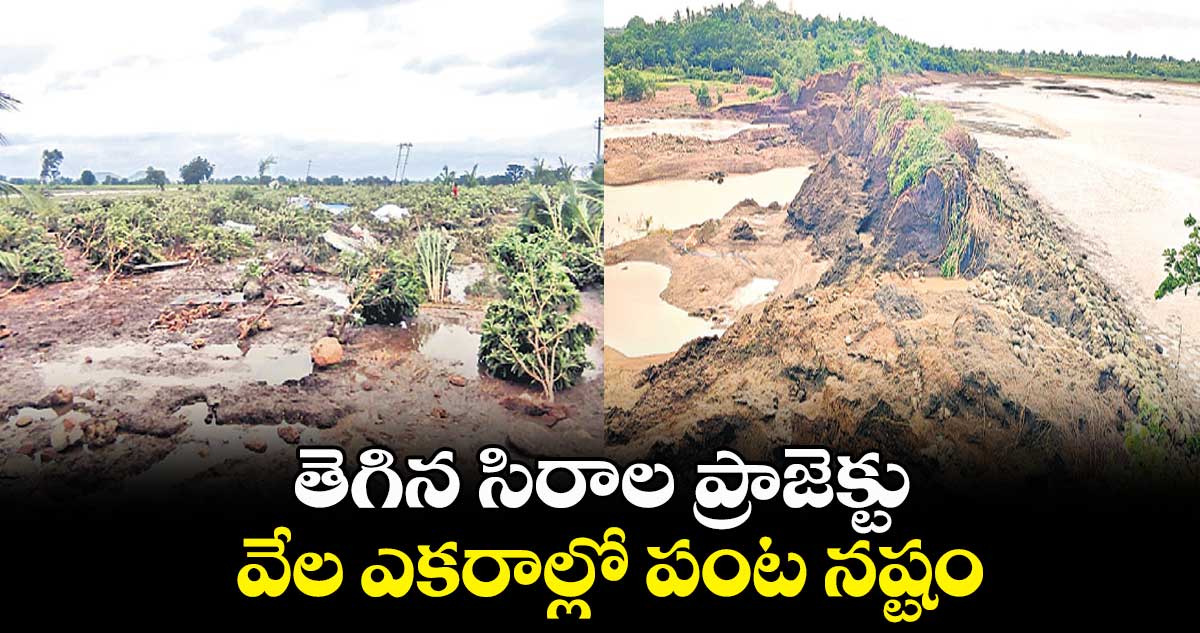 తెగిన సిరాల ప్రాజెక్టు.. వేల ఎకరాల్లో పంట నష్టం