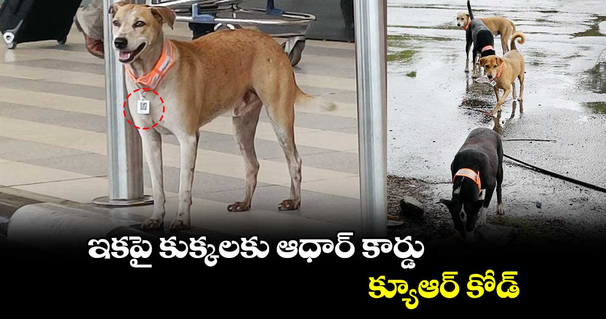 ఇకపై కుక్కలకు ఆధార్ కార్డు.. క్యూఆర్ కోడ్