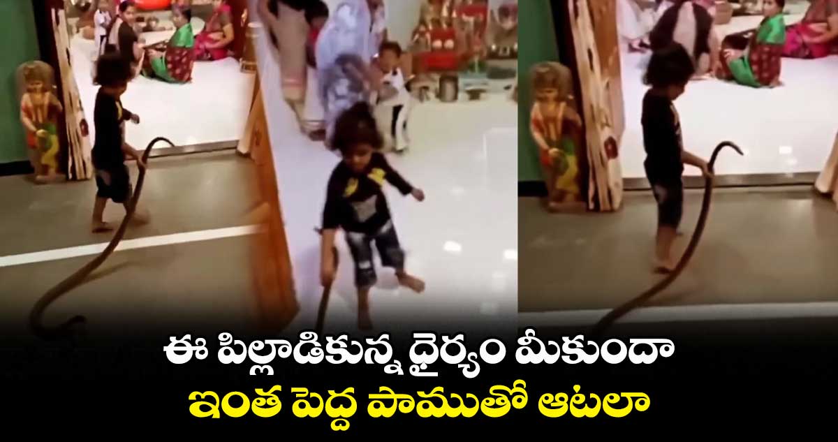 ఈ పిల్లాడికున్న ధైర్యం మీకుందా.. ఇంత పెద్ద పాముతో ఆటలా..