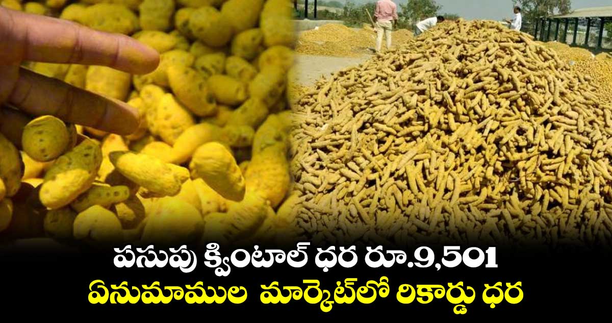 పసుపు క్వింటాల్ ధర రూ.9,501.. ఏనుమాముల మార్కెట్లో రికార్డు ధర