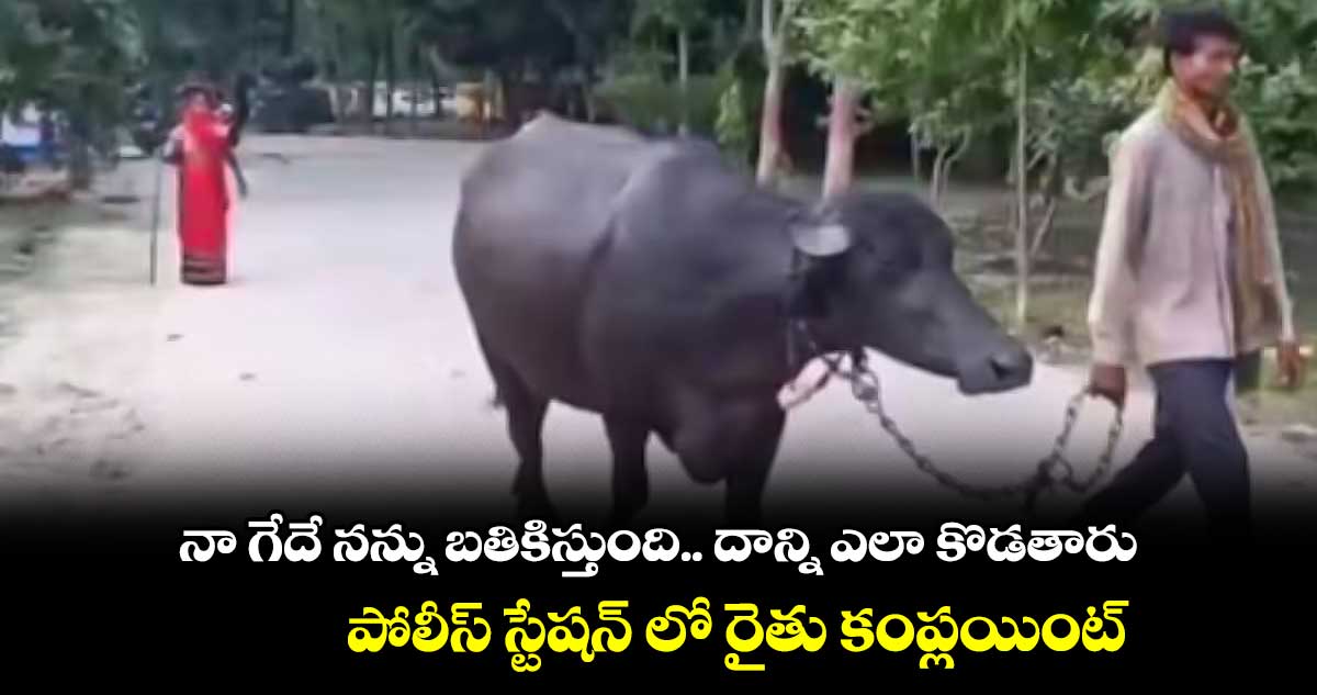 నా గేదే నన్ను బతికిస్తుంది.. దాన్ని ఎలా కొడతారు : పోలీస్ స్టేషన్ లో రైతు కంప్లయింట్