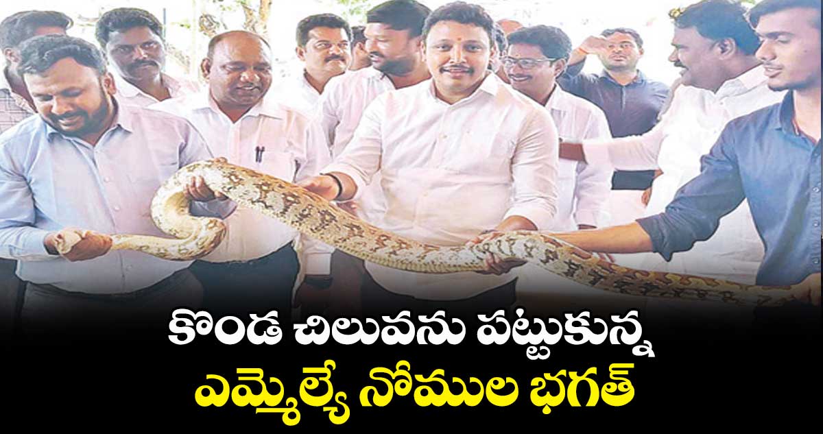 కొండ చిలువను  పట్టుకున్న ఎమ్మెల్యే నోముల భగత్