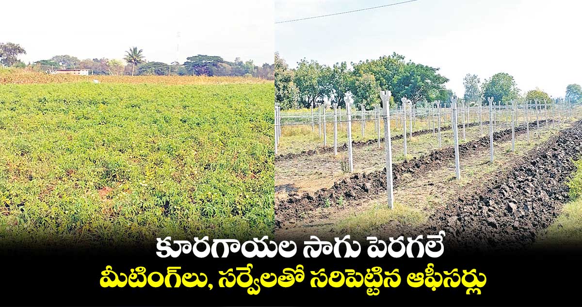 కూరగాయల సాగు పెరగలే.. మీటింగ్లు, సర్వేలతో సరిపెట్టిన ఆఫీసర్లు
