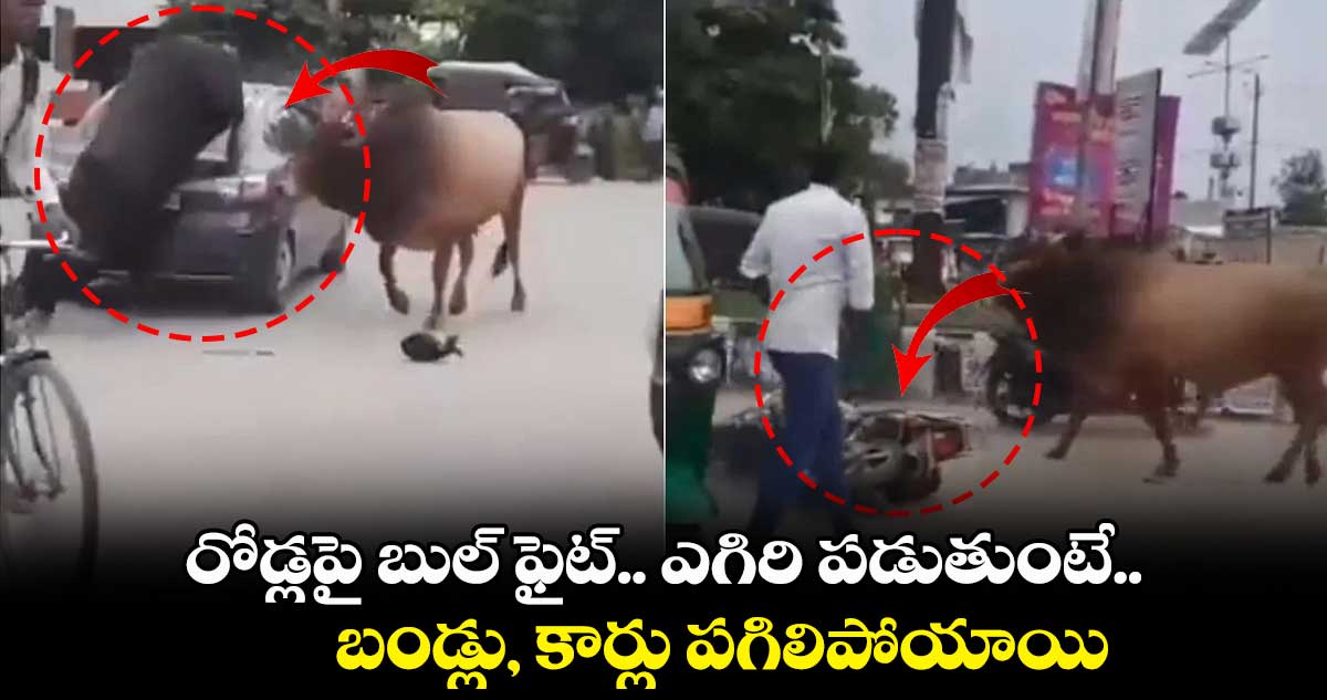 రోడ్లపై బుల్ ఫైట్.. ఎగిరి పడుతుంటే.. బండ్లు, కార్లు పగిలిపోయాయి