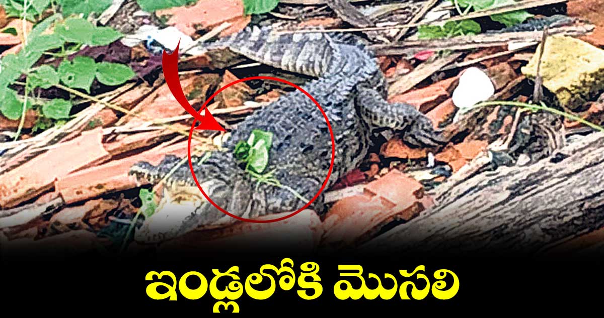 ఇండ్లలోకి మొసలి