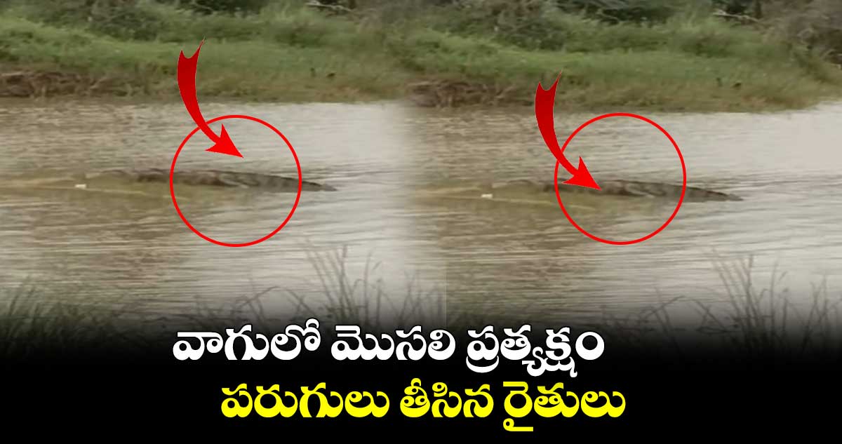 వాగులో మొసలి ప్రత్యక్షం..పరుగులు తీసిన రైతులు