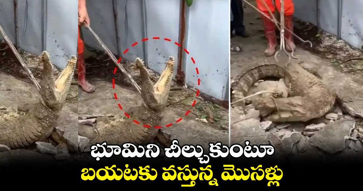 వామ్మో.. భూమిలోనుంచి బయటకు వస్తున్న మొసళ్లు