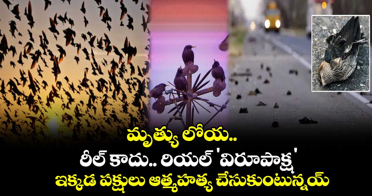 మృత్యు లోయ.. రీల్ కాదు.. రియల్ 'విరూపాక్ష'.. ఇక్కడ పక్షులు ఆత్మహత్య చేసుకుంటున్నయ్