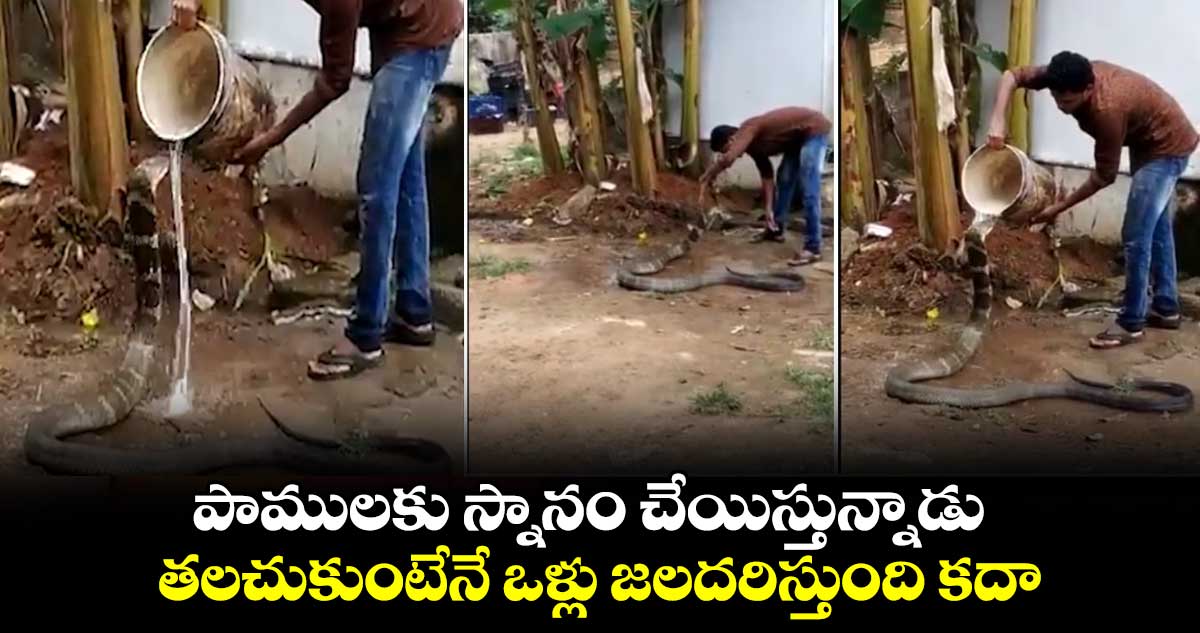 పాములకు స్నానం చేయిస్తున్నాడు.. తలచుకుంటేనే ఒళ్లు జలదరిస్తుంది కదా..