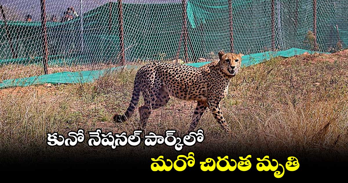 కునో నేషనల్ పార్క్‌లో మరో చిరుత మృతి