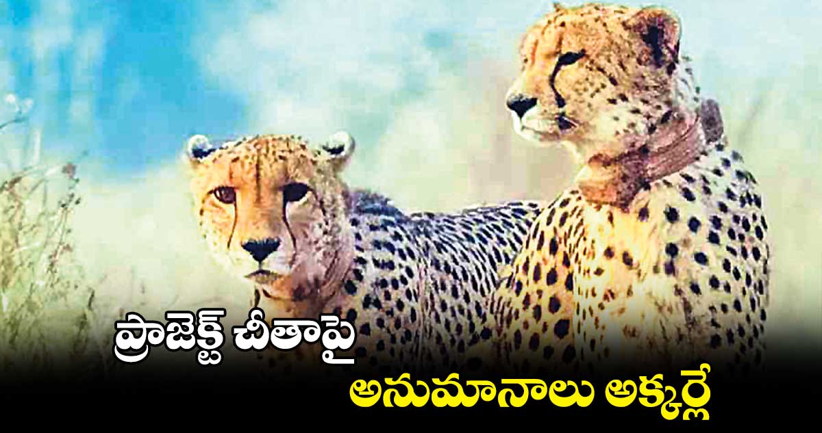 ప్రాజెక్ట్ చీతాపై అనుమానాలు అక్కర్లే: కేంద్రం