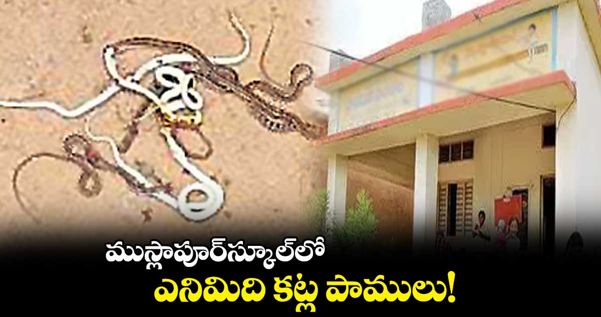 ముస్లాపూర్​స్కూల్​లో ఎనిమిది కట్ల పాములు! 