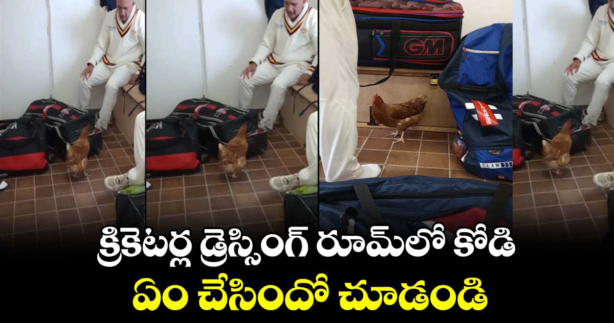 వీడియో: క్రికెటర్ల డ్రెస్సింగ్ రూమ్‌లోకి కోడి.. ఏం చేసిందో చూడండి