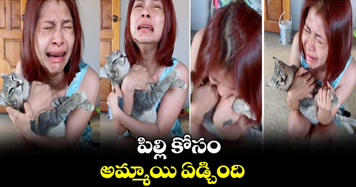 పిల్లి కోసం ... అమ్మాయి ఏడ్చింది
