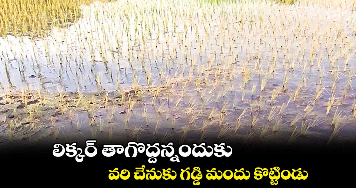 లిక్కర్ తాగొద్దన్నందుకు.. వరి చేనుకు గడ్డి మందు కొట్టిండు