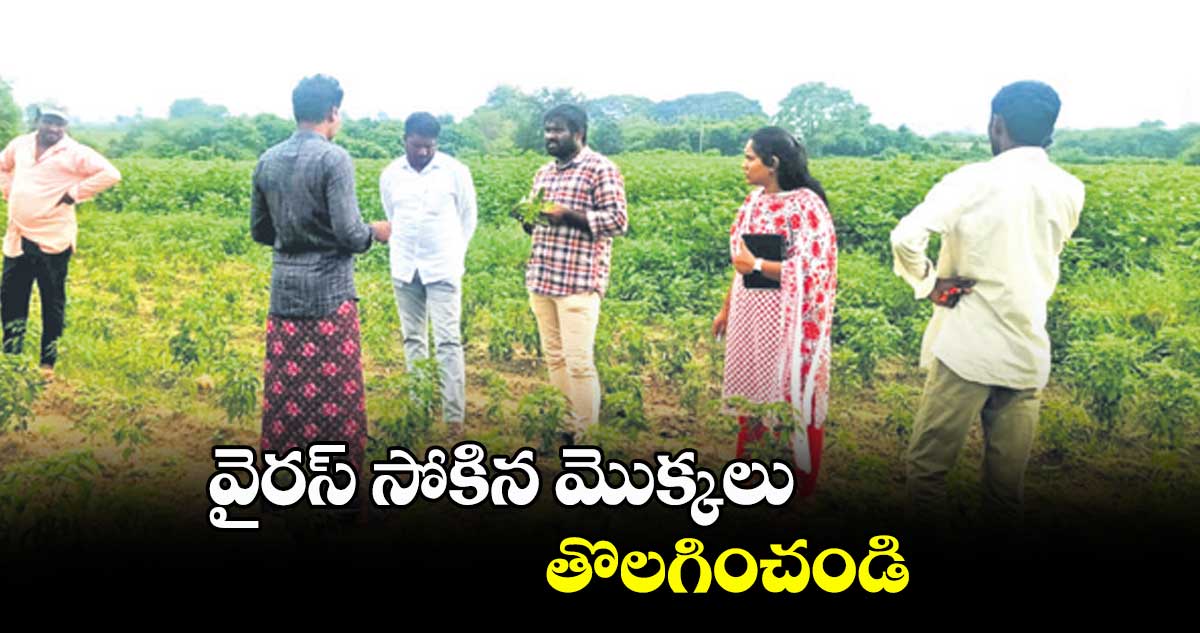 వైరస్‌ సోకిన మొక్కలు తొలగించండి : అగ్రికల్చర్ ఆఫీసర్ వినయ్ 