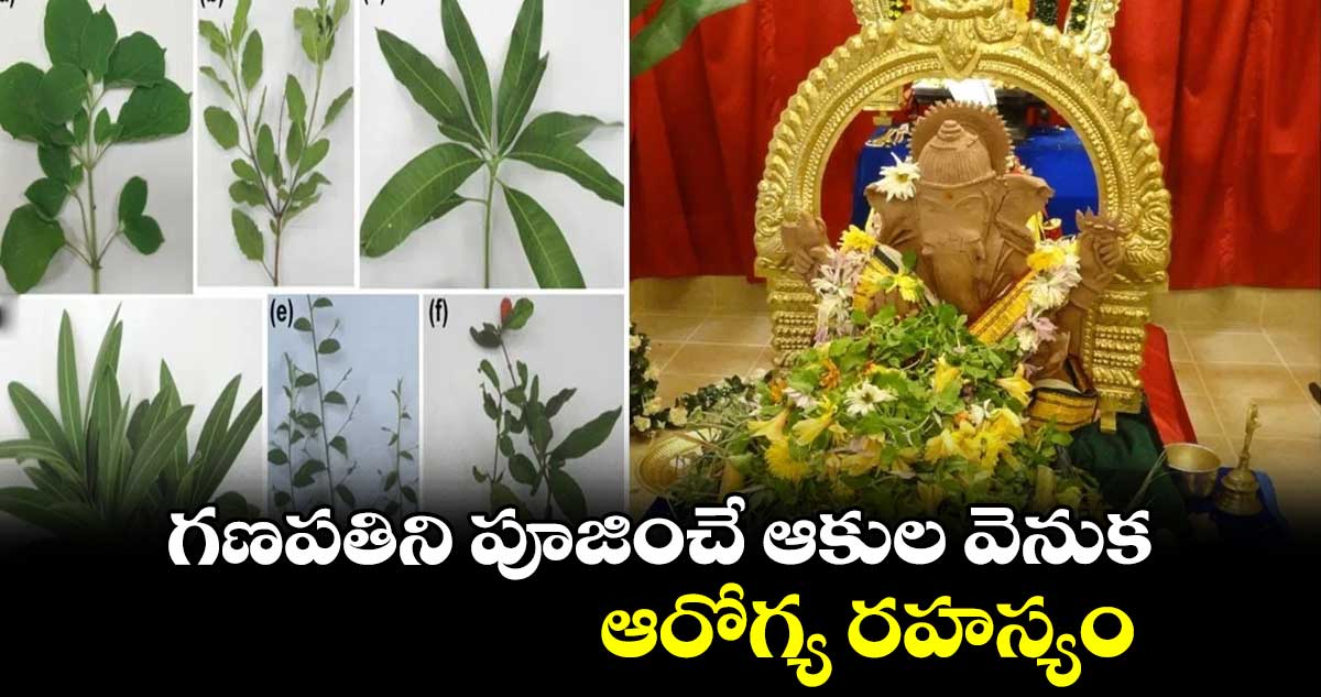 గణపతిని పూజించే ఆకుల వెనుక ఆరోగ్య రహస్యం