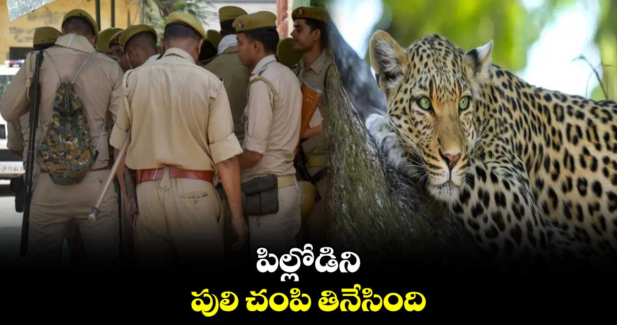పిల్లోడిని పులి చంపి తినేసింది.