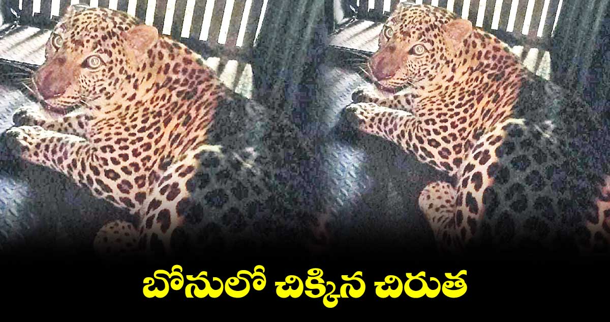 బోనులో చిక్కిన చిరుత