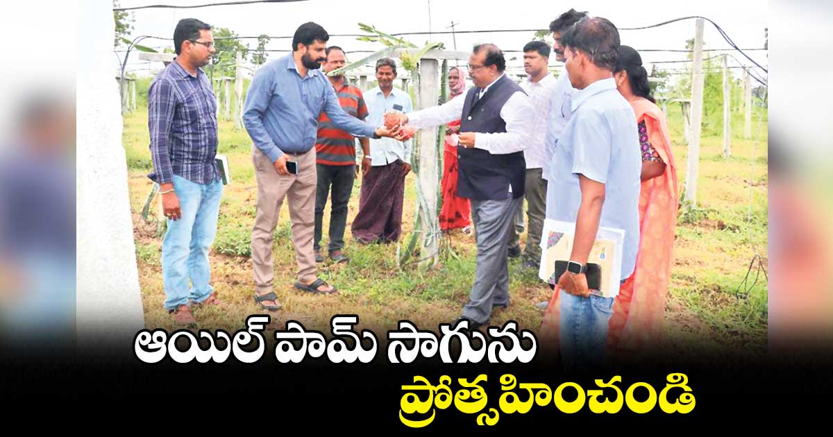 ఆయిల్ పామ్ సాగును ప్రోత్సహించండి : కలెక్టర్ వెంకట్రావు