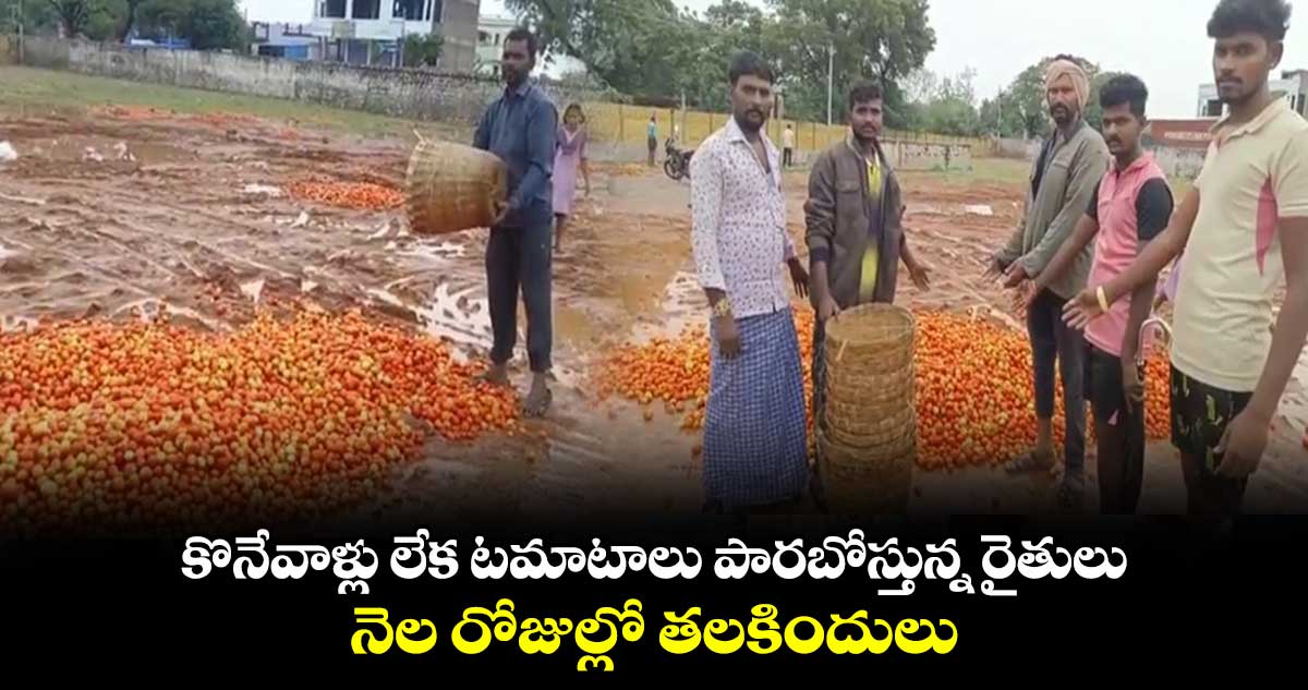 కొనేవాళ్లు లేక టమాటాలు పారబోస్తున్న రైతులు : నెల రోజుల్లో తలకిందులు