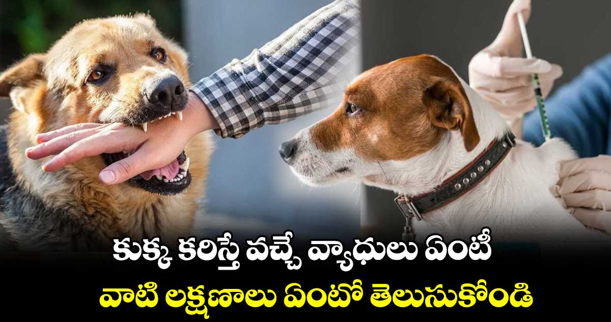 కుక్క కరిస్తే వచ్చే వ్యాధులు ఏంటీ.. వాటి లక్షణాలు ఏంటో తెలుసుకోండి