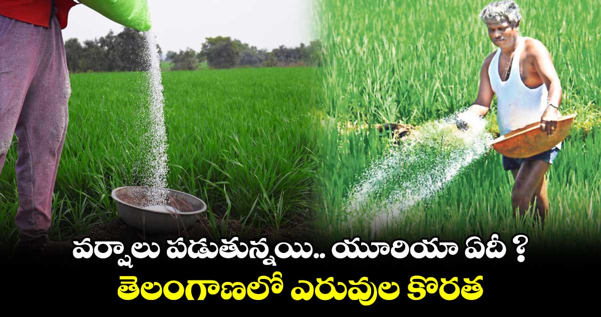 వర్షాలు పడుతున్నయి.. యూరియా ఏదీ ?.. తెలంగాణలో ఎరువుల కొరత