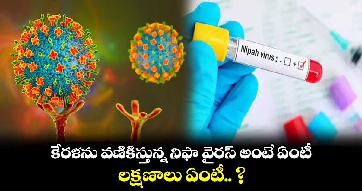 కేరళను వణికిస్తున్న నిఫా వైరస్ అంటే ఏంటీ.. లక్షణాలు ఏంటీ.. ?