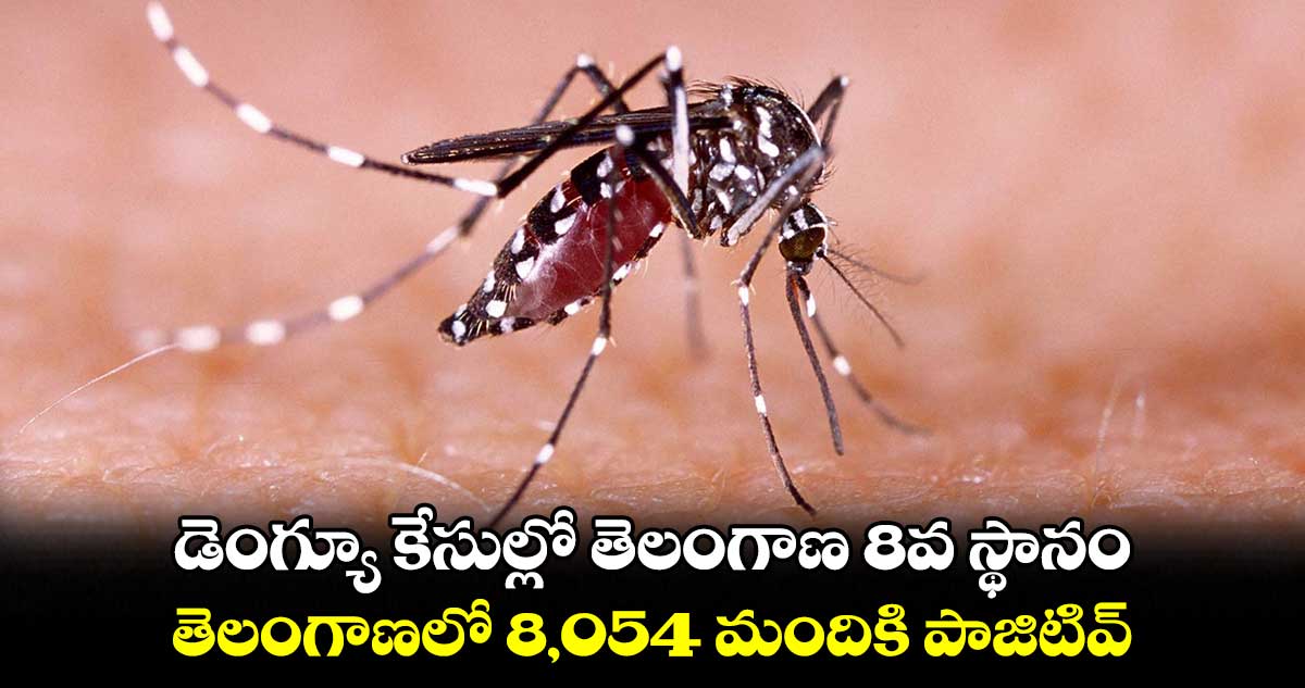 డెంగ్యూ కేసుల్లో తెలంగాణ 8వ స్థానం.. తెలంగాణలో  8,054 మందికి పాజిటివ్