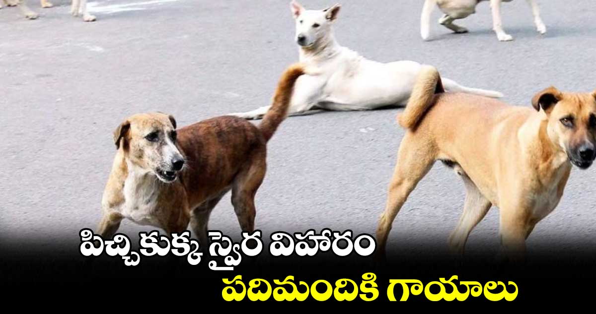 నిజామాబాద్లో పిచ్చికుక్క స్వైర విహారం.. పదిమందికి గాయాలు