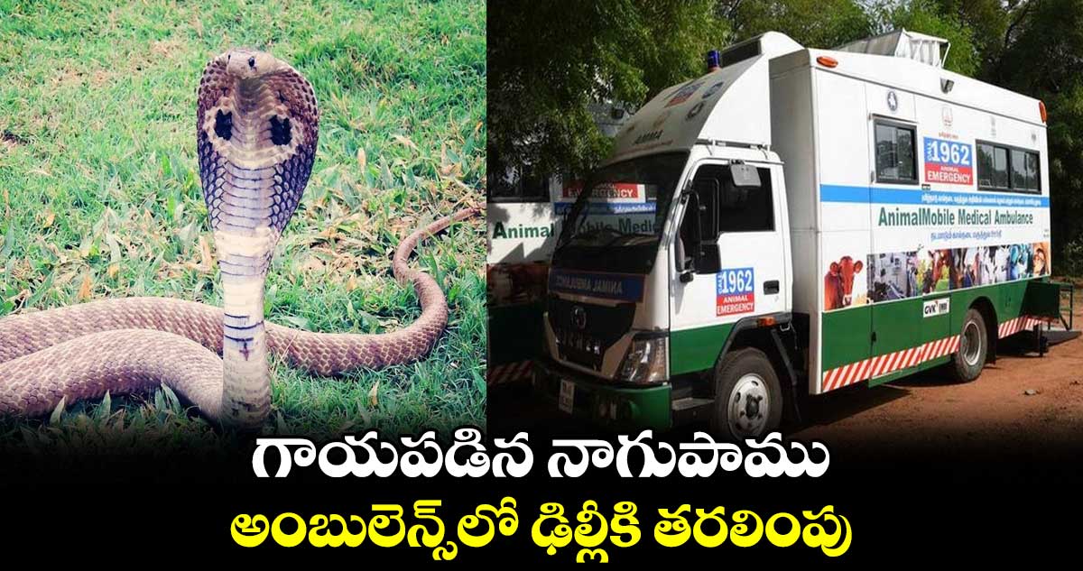 గాయపడిన నాగుపాము : అంబులెన్స్లో ఢిల్లీకి తరలింపు