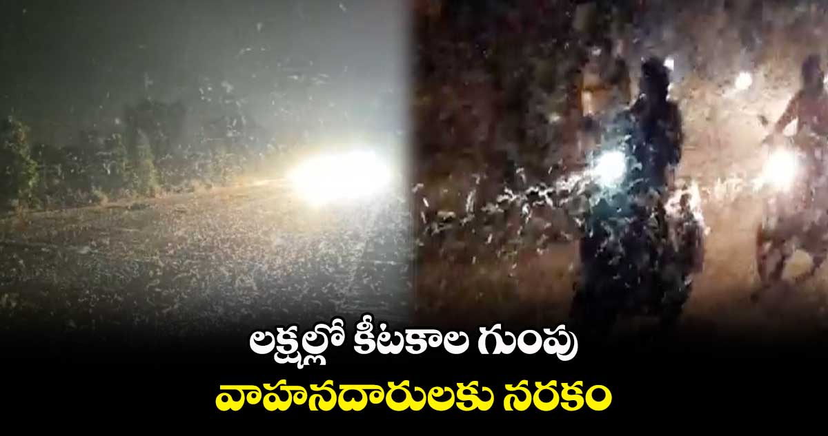 లక్షల్లో కీటకాల గుంపు..వాహనదారులకు నరకం