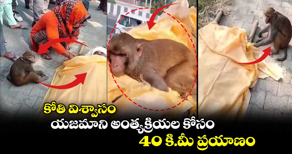 కోతి విశ్వాసం.. యజమాని అంత్యక్రియల కోసం 40 కి.మీ ప్రయాణం